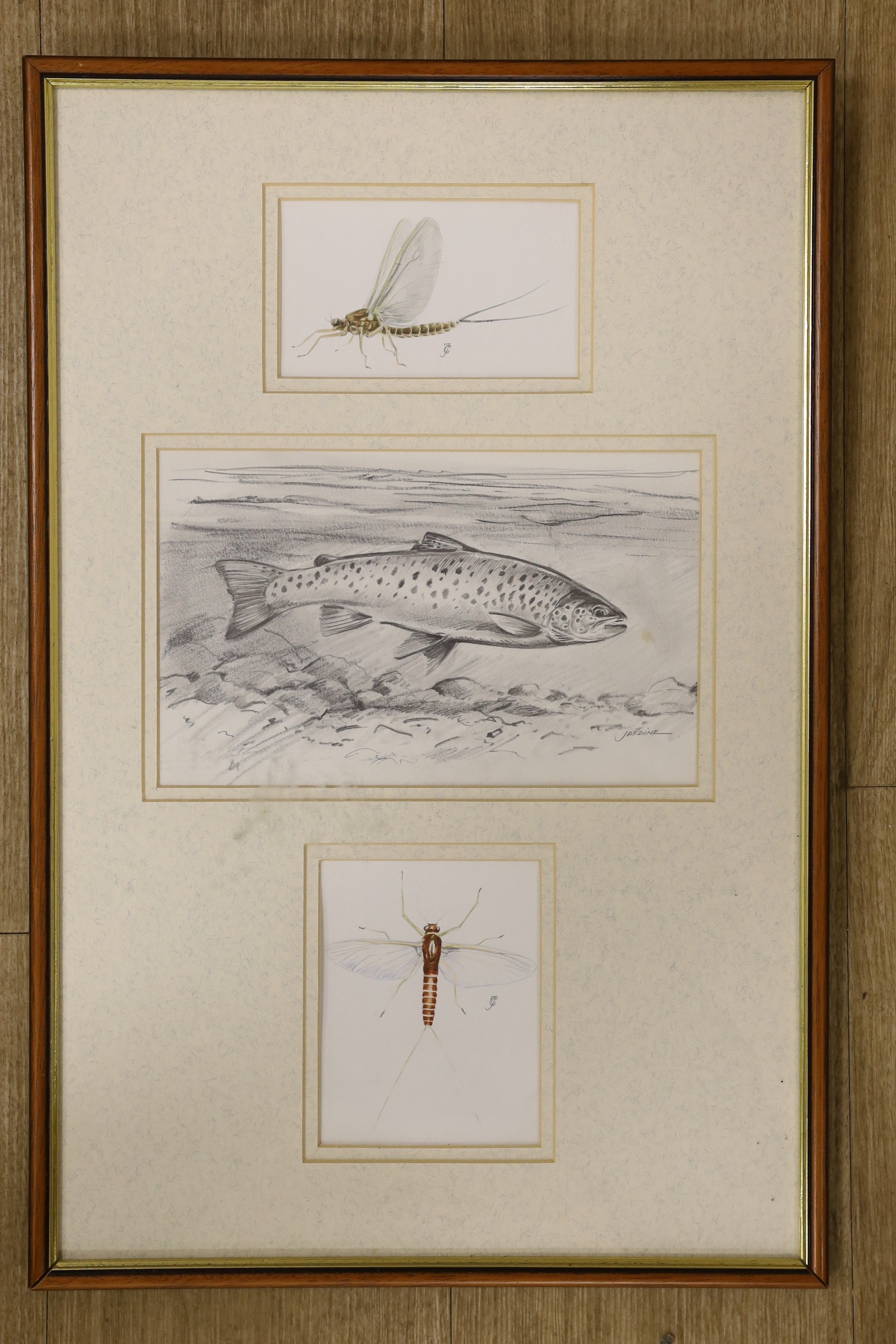 Charles Jardine, pencil and watercolour, Studies of a trout and mayflies, framed as one, largest 15 x 24cm